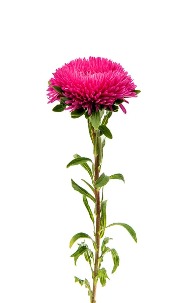 Aster flower isolated — Stock Photo, Image
