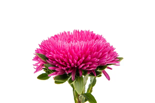 Aster flower isolated — Stock Photo, Image