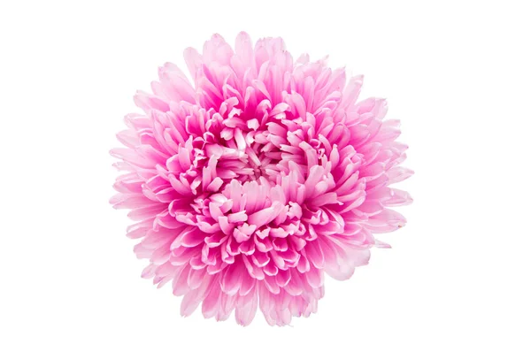Aster kukka eristetty — kuvapankkivalokuva