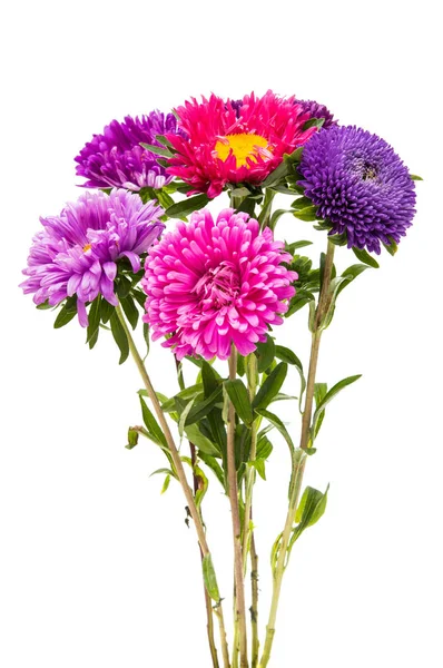 Aster virág elszigetelt — Stock Fotó
