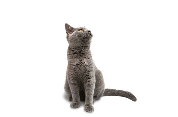 Kot brytyjski krótkowłosy szary na białym tle — Zdjęcie stockowe