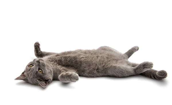 Британська короткошерста сірий кіт ізольовані — стокове фото