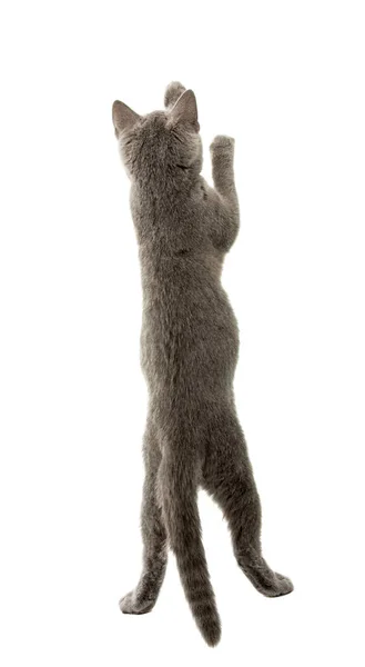 Chat gris à poil court britannique isolé — Photo