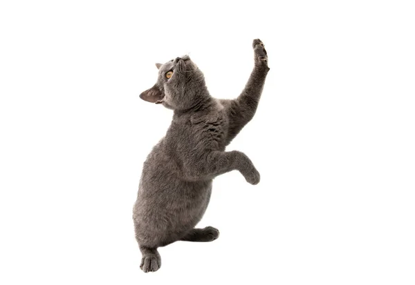 Brits korthaar grijze kat geïsoleerd — Stockfoto