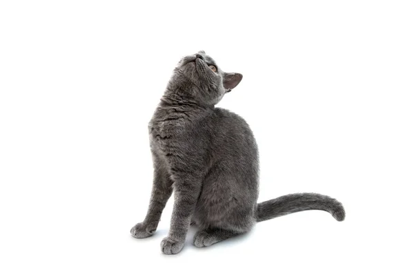 Britânico shorthair cinza gato isolado — Fotografia de Stock