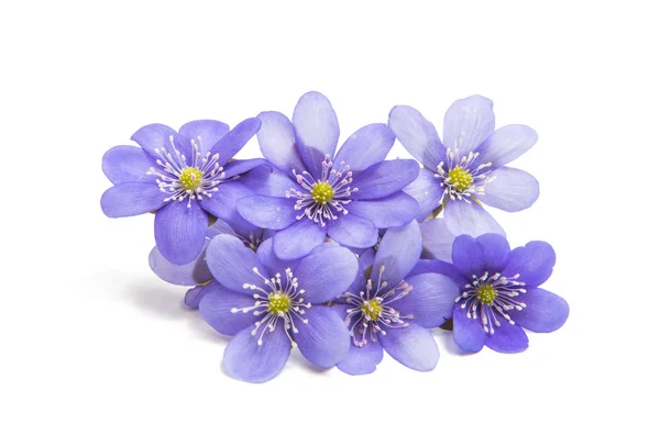 Hepatica Nobilis - first Spring flower — Stock Photo, Image