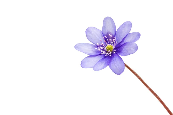 Hepatica Nobilis - első tavaszi virág — Stock Fotó