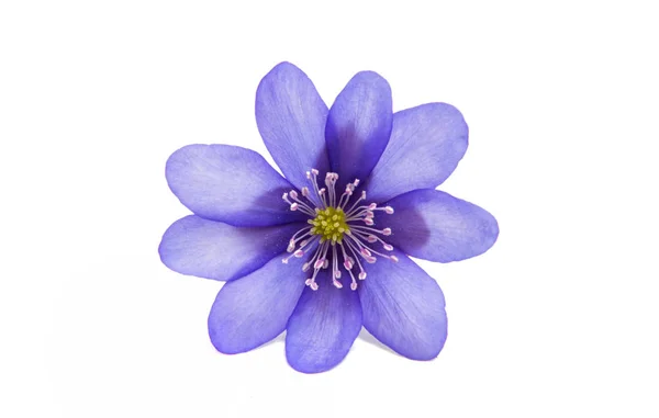 Hepatica Nobilis - primera flor de primavera —  Fotos de Stock