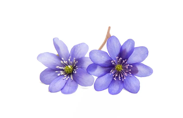 Mantarı nobilis - ilk bahar çiçek — Stok fotoğraf