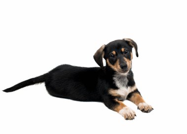 İzole daksund köpek yavrusu 
