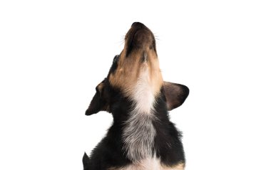 İzole daksund köpek yavrusu 