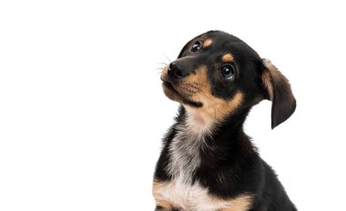 İzole daksund köpek yavrusu 