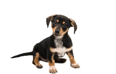 İzole daksund köpek yavrusu 