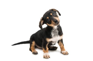 köpek izole Dachshund 