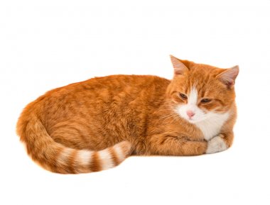 izole kırmızı kedi 