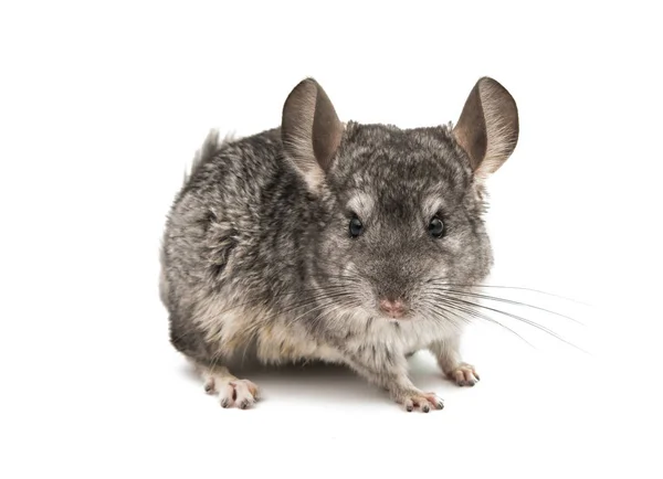 Dier Chinchilla geïsoleerd — Stockfoto