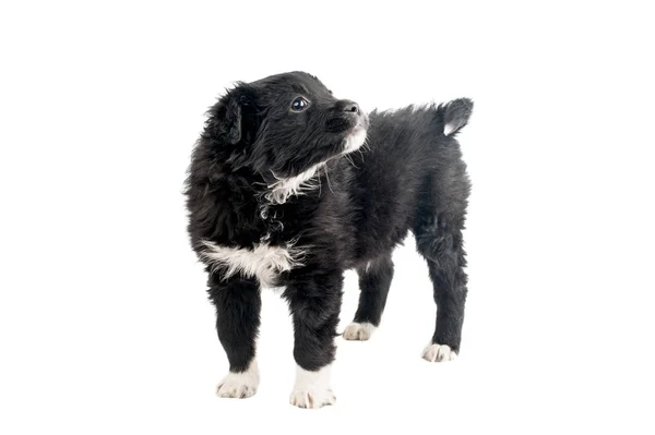 İzole siyah köpek yavrusu — Stok fotoğraf
