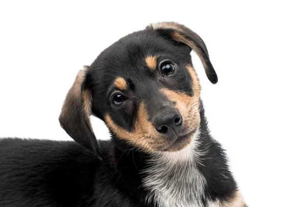 Cane bassotto isolato — Foto Stock