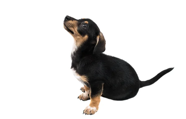 Perro Dachshund aislado — Foto de Stock