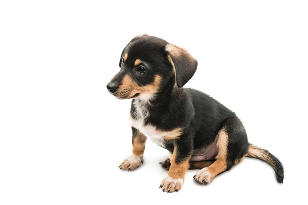 Teckel puppy geïsoleerd — Stockfoto