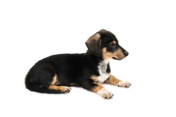 Dachshund puppy isolated — Stock Photo, Image