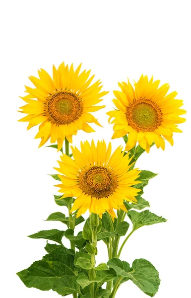 Олія соняшникова квіти — стокове фото