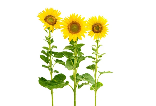 Sunflower flowers isolated — Stock Photo, Image