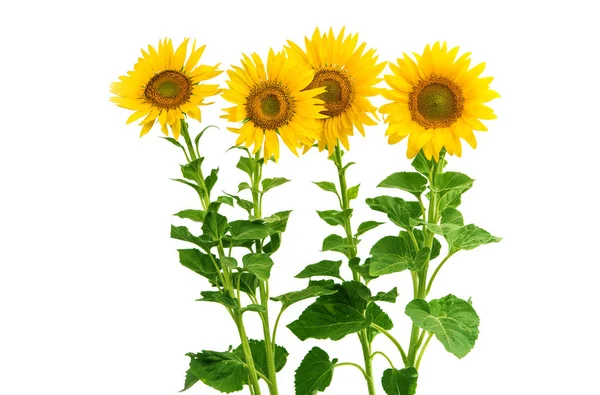 Sunflower flowers isolated — Stock Photo, Image