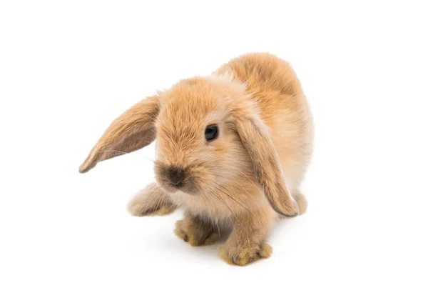 Pequeño conejo aislado —  Fotos de Stock