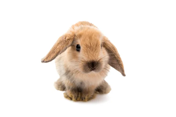 Pequeño conejo aislado — Foto de Stock