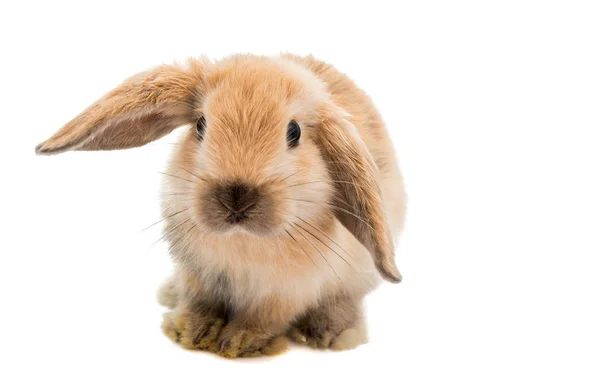 Pequeño conejo aislado —  Fotos de Stock