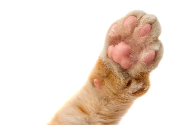 Cat's paw isolerade — Stockfoto