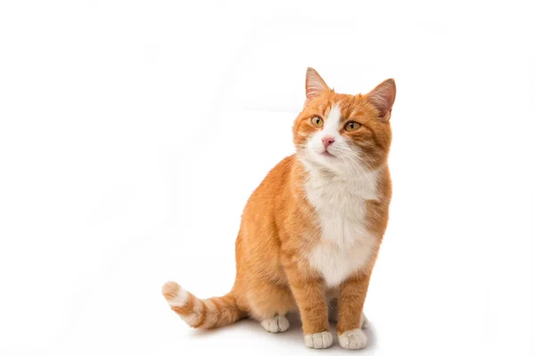 红猫离体röd katt isolerade — Stockfoto