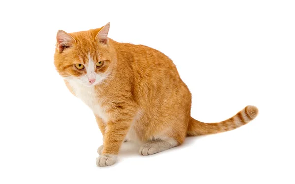 红猫离体röd katt isolerade — Stockfoto