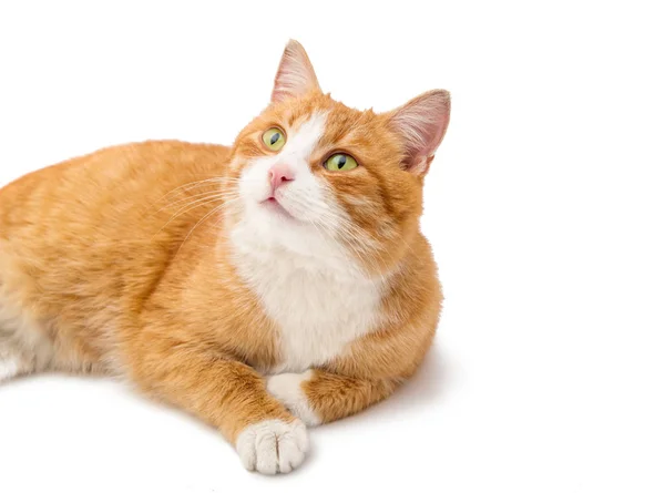 Gato vermelho isolado — Fotografia de Stock