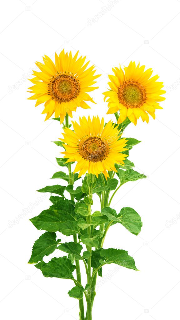 Sunflower flowers isolated 