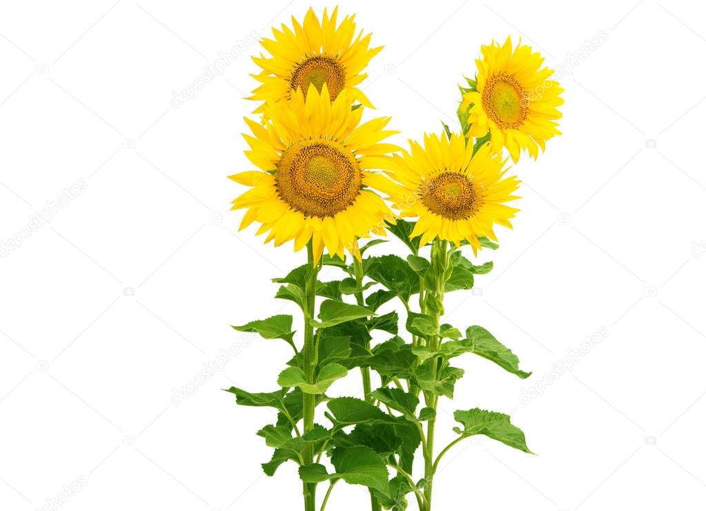 Sunflower flowers isolated 