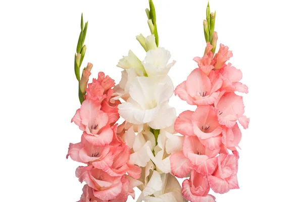 Gladiolus virág elszigetelt — Stock Fotó