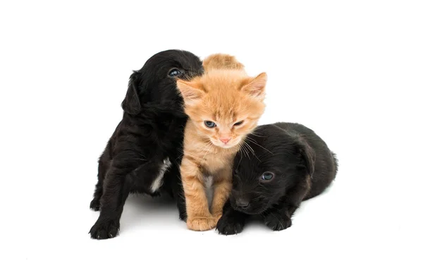 Kleine kitten en puppy geïsoleerd — Stockfoto