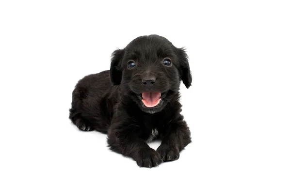 Zwarte pup geïsoleerd — Stockfoto