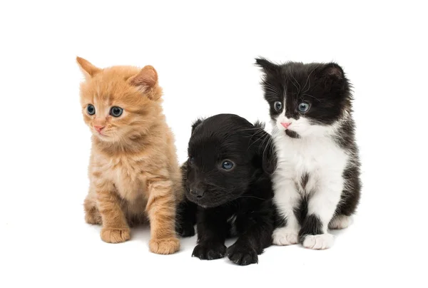 Kleine kitten en puppy geïsoleerd — Stockfoto