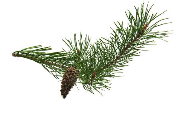 Branch of pine with cones isolated — Stock Photo, Image