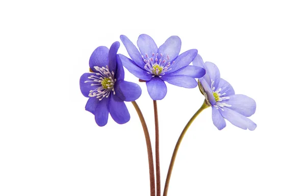 Hepatica nobilis isolato — Foto Stock