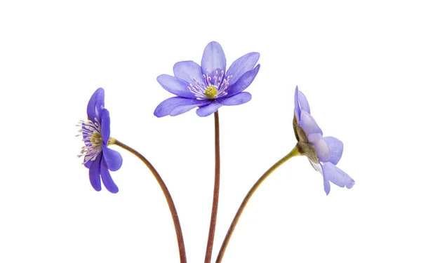 Hepatica noches is isolated — стоковое фото