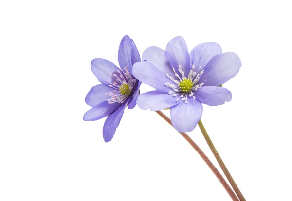 Hepatica nobilis isolato — Foto Stock