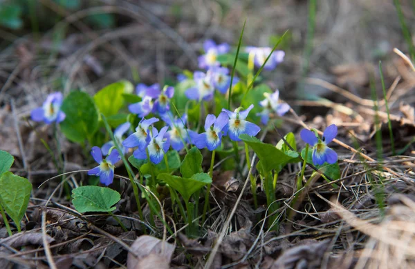 De första vårblommorna i skogen — Stockfoto