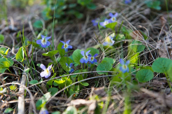 stock image The first spring flowers in the forest