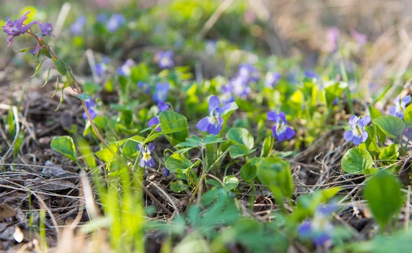 As primeiras flores de primavera na floresta — Fotografia de Stock