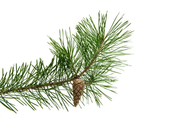 Branch of pine with cones isolated — Stock Photo, Image