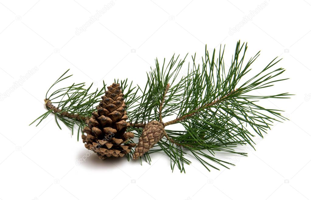 Branch of pine with cones isolated 